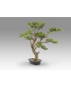 SOKAN - BONSAI 81CM